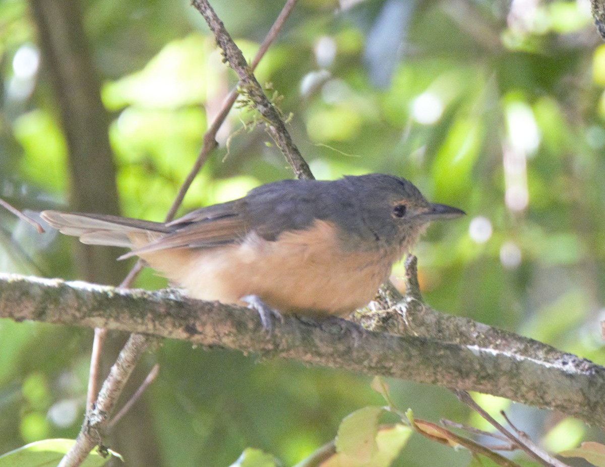 Bower's Shrikethrush - ML628055650