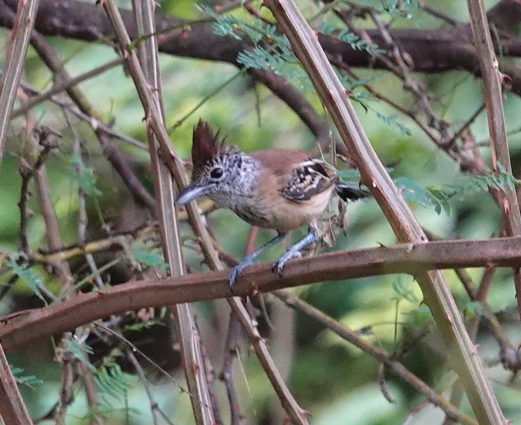 Black-crested Antshrike - ML628055657