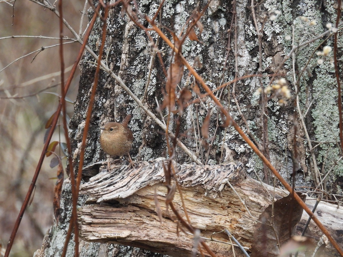 Winter Wren - ML628055660