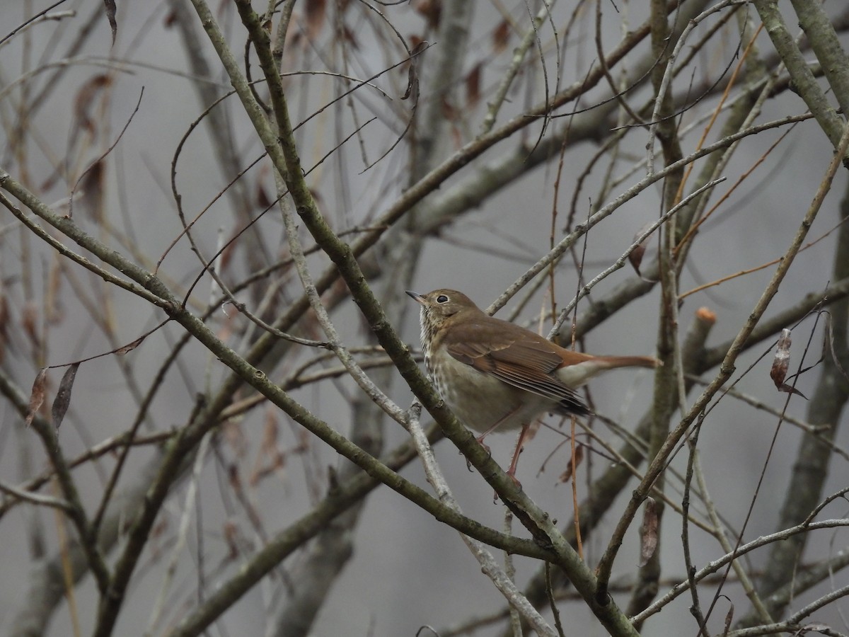 Hermit Thrush - ML628055705