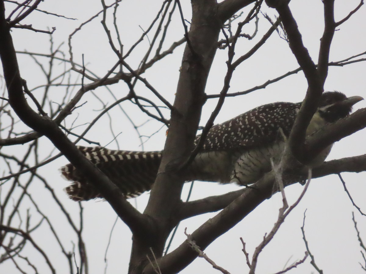 Pacific Koel (Australian) - ML628055751