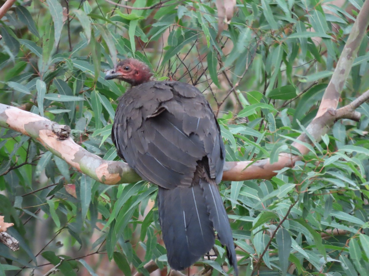 Australian Brushturkey - ML628055755