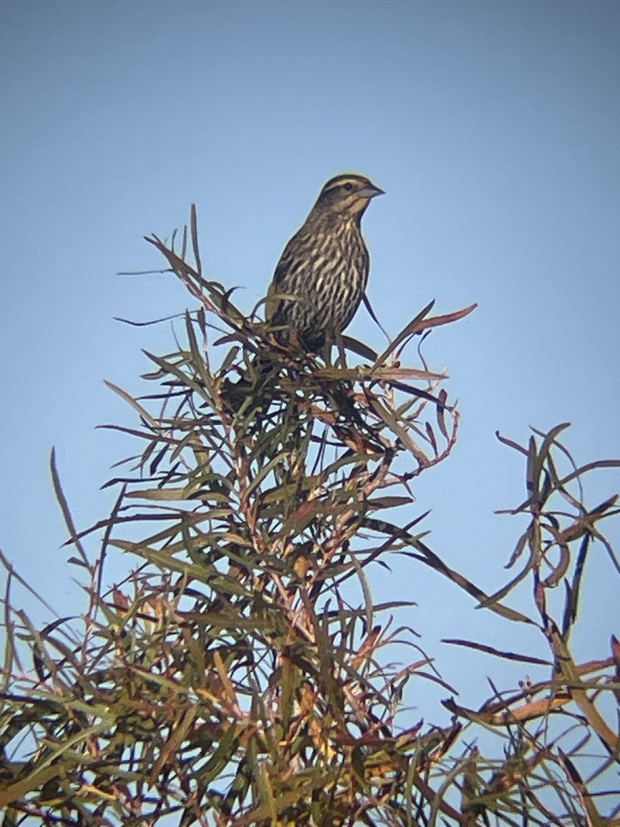 Red-winged Blackbird - ML628055761