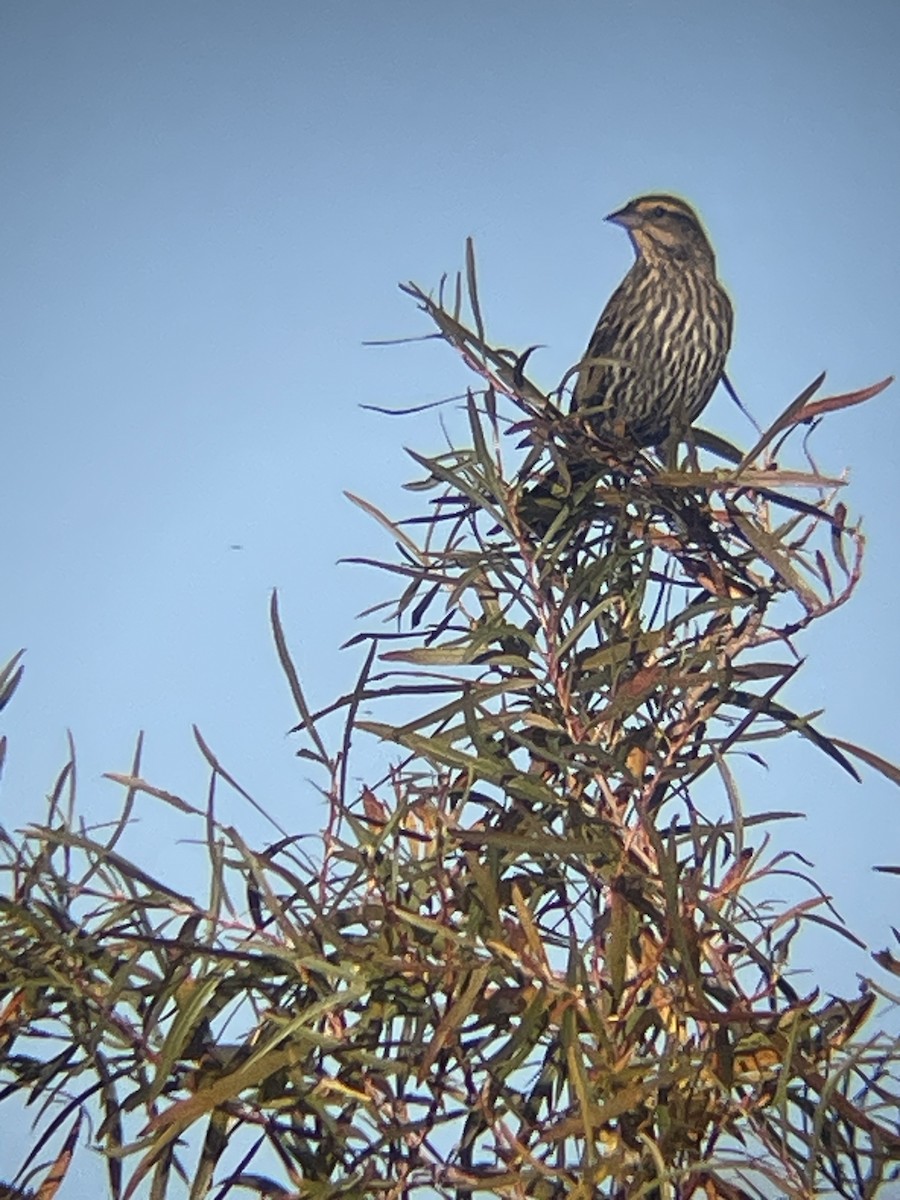 Red-winged Blackbird - ML628055762