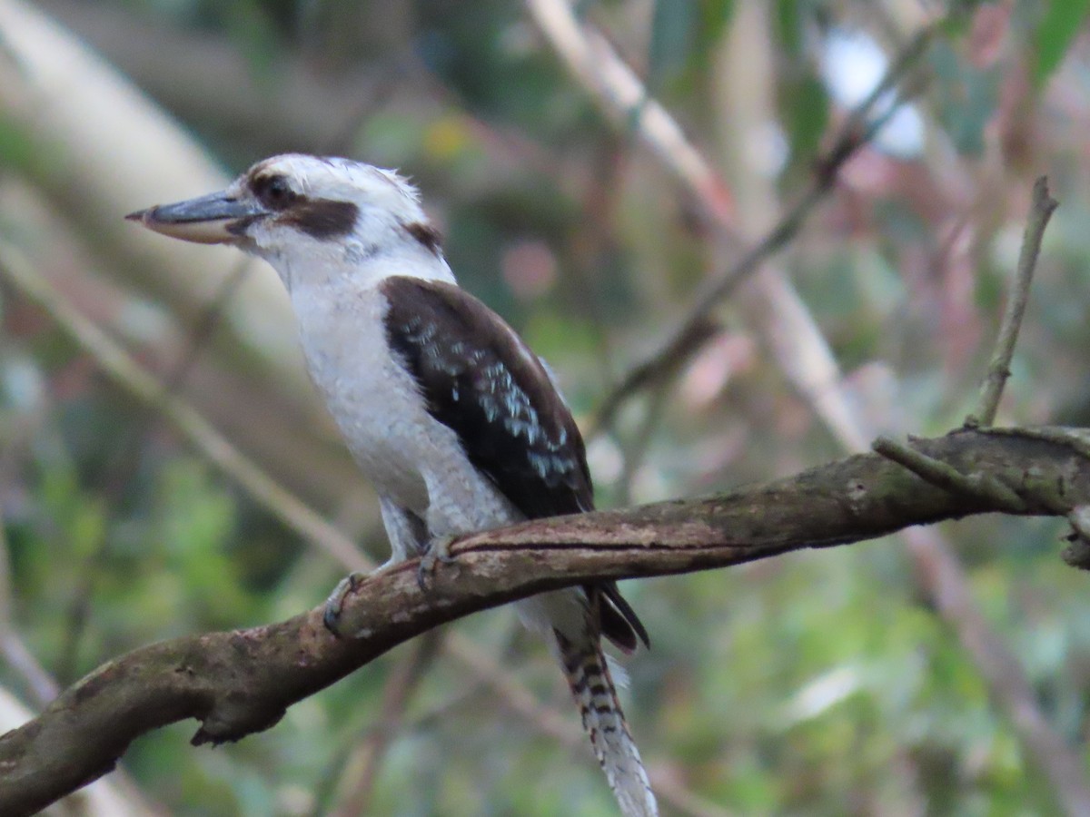 Laughing Kookaburra - ML628055788