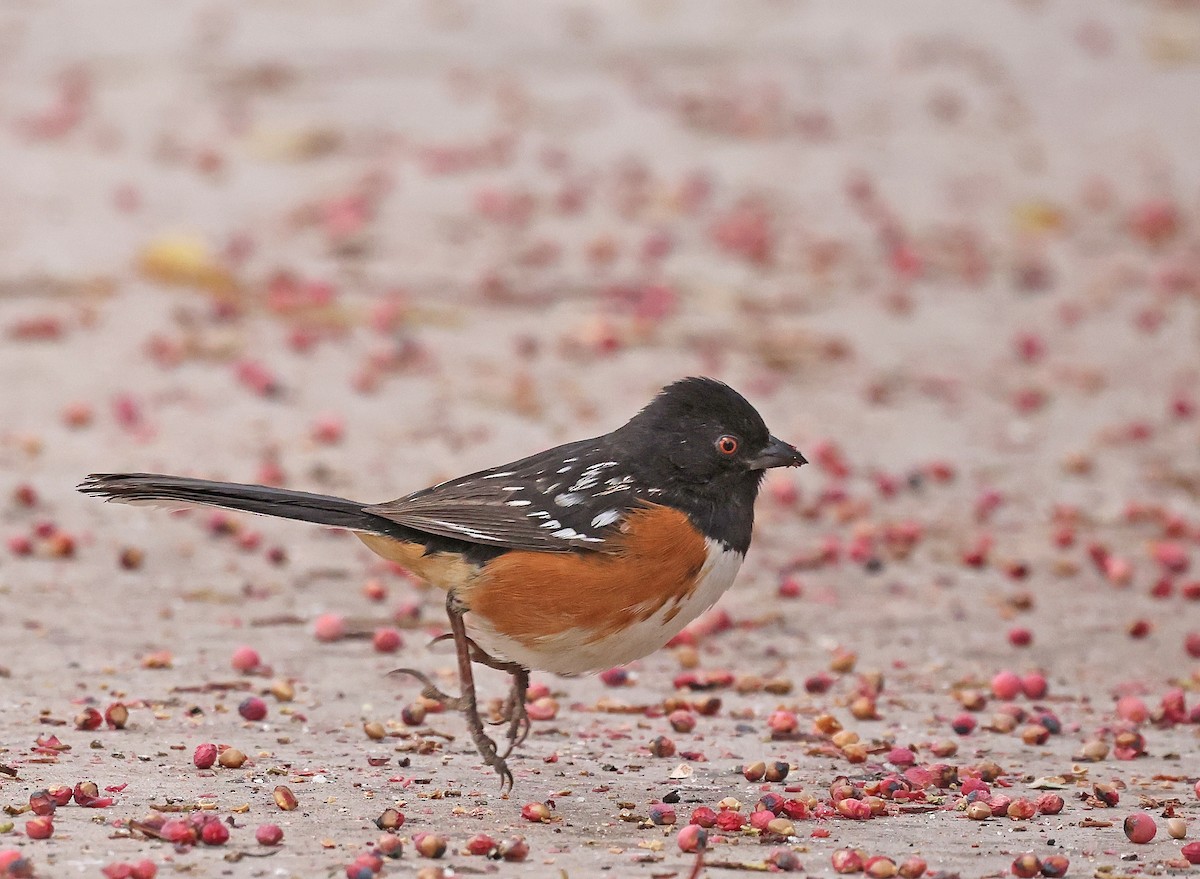 Spotted Towhee - ML628055813