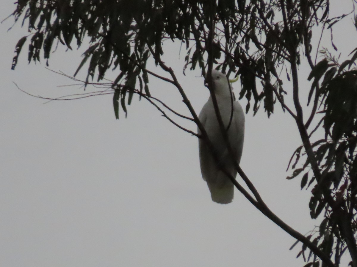 Sulphur-crested Cockatoo - ML628055816