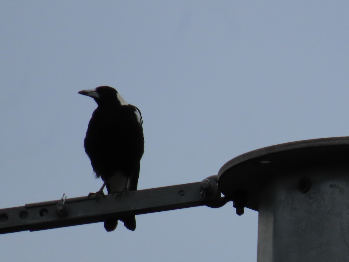 Australian Magpie (Black-backed) - ML628055897
