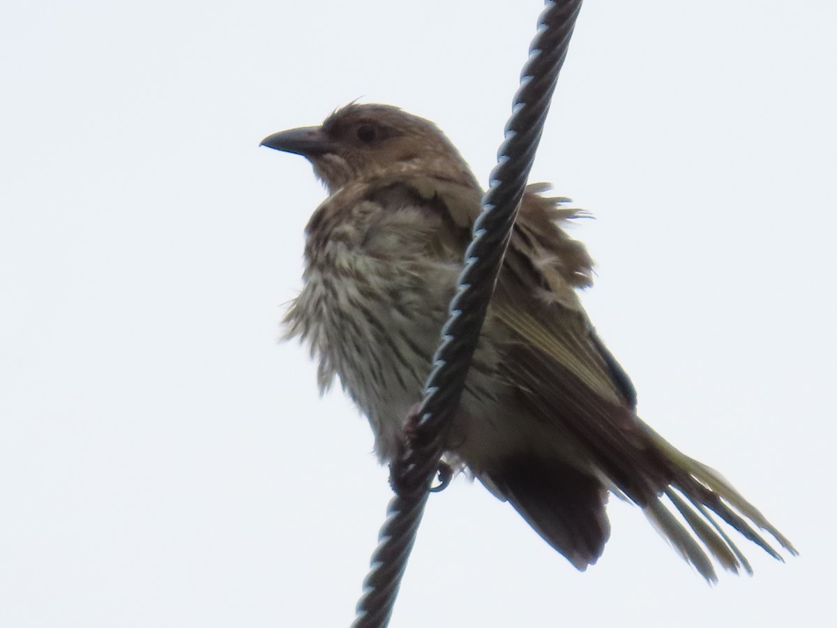 Australasian Figbird - ML628055934