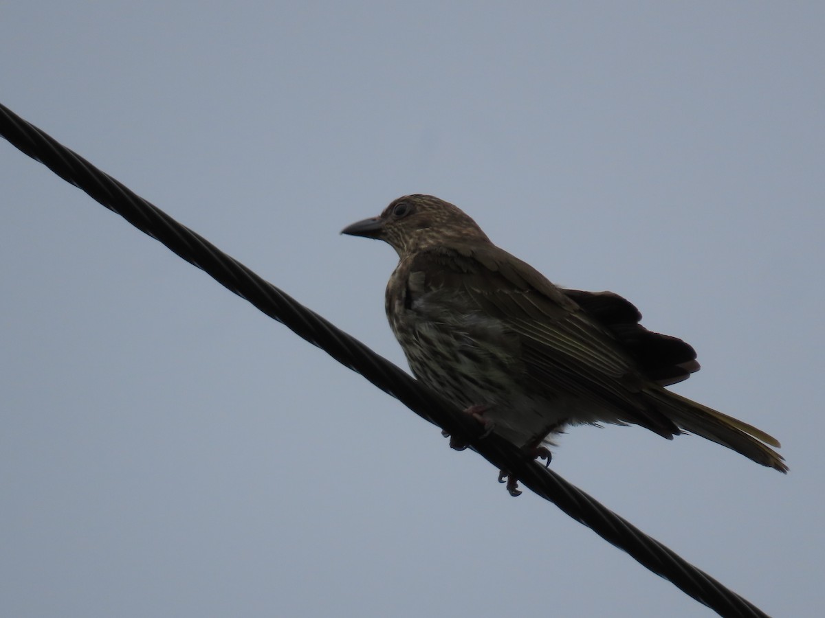 Australasian Figbird - ML628055935