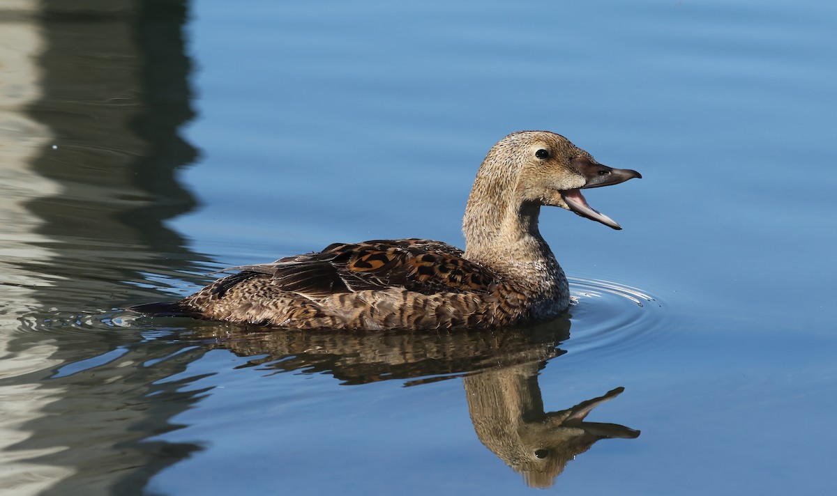 King Eider - ML628055956