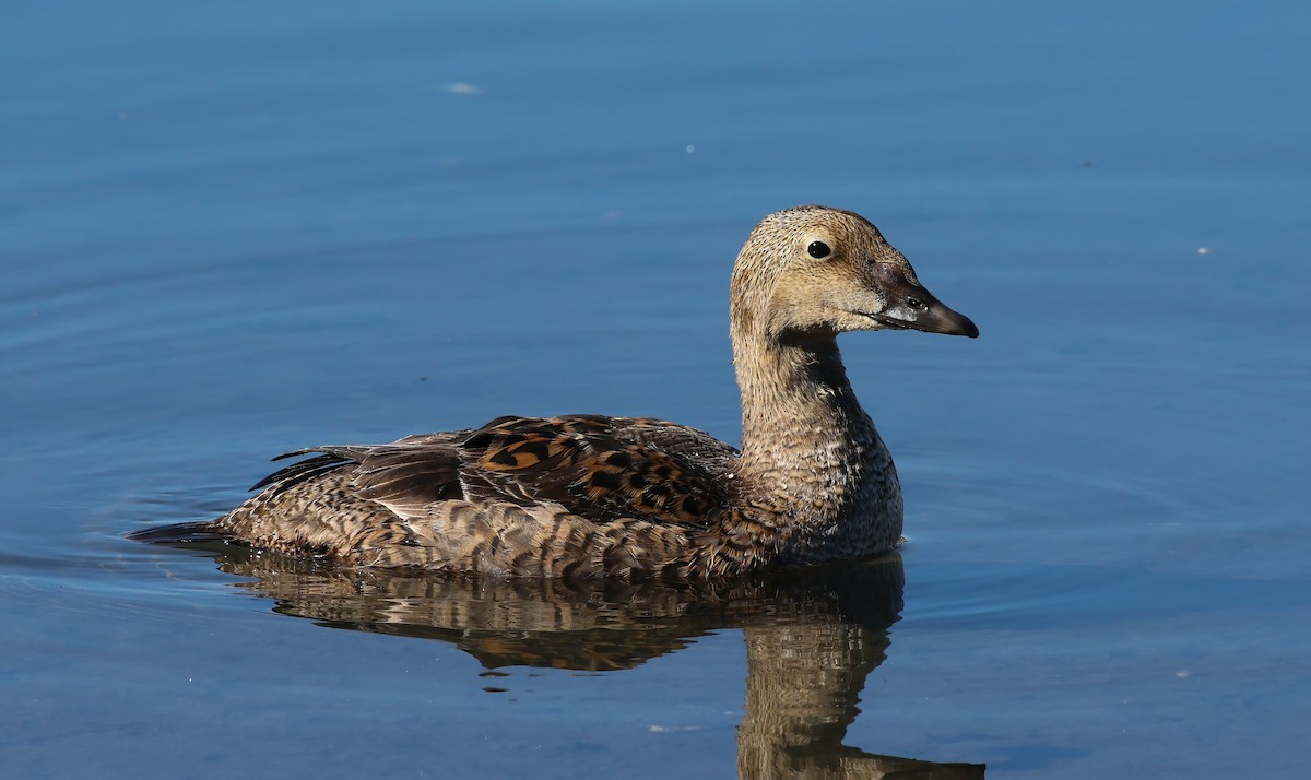 King Eider - ML628055961