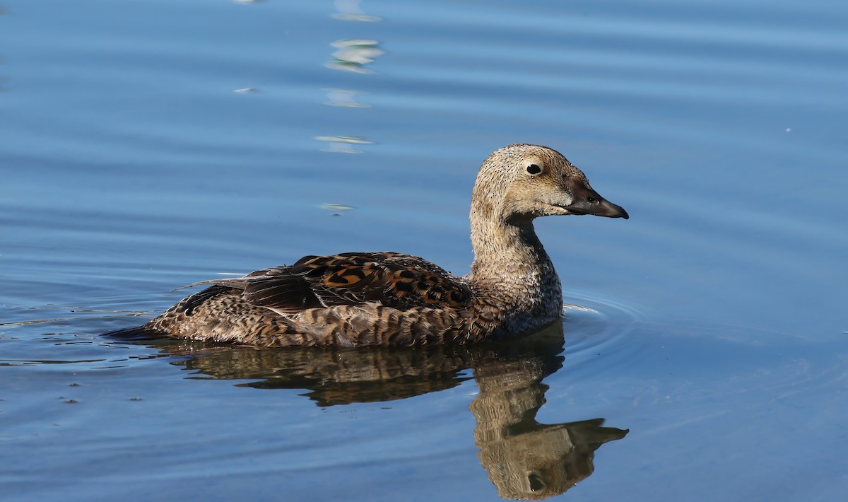 King Eider - ML628055962