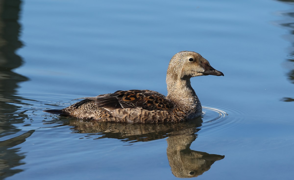 King Eider - ML628055963