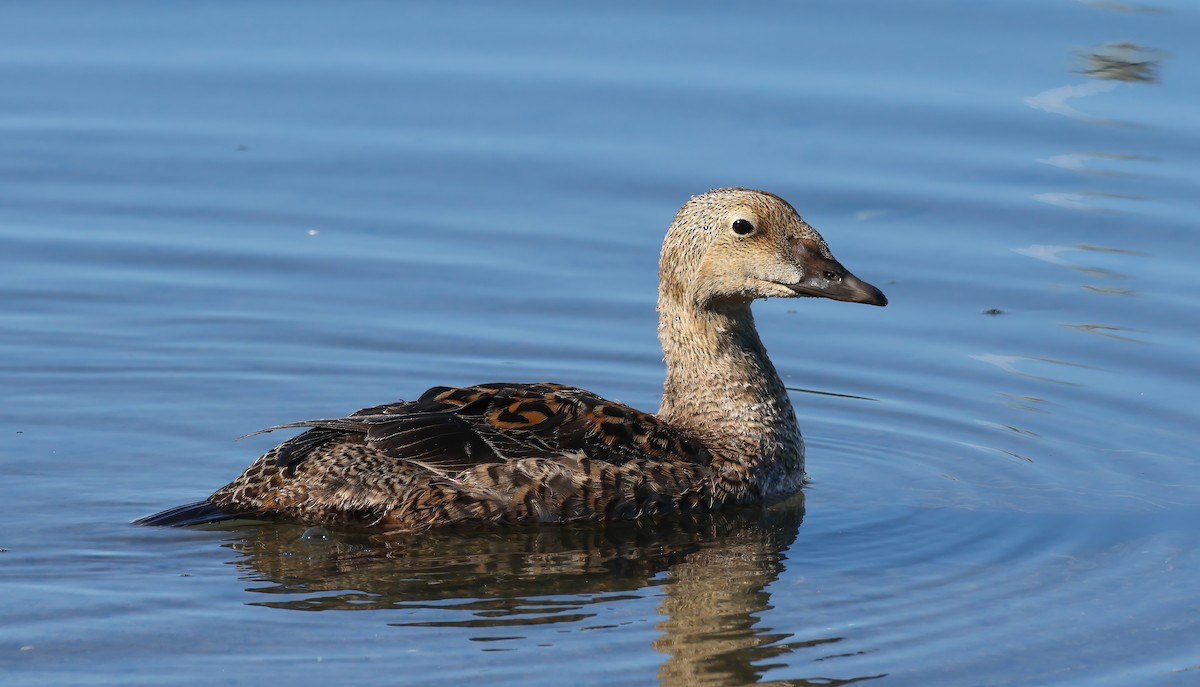 King Eider - ML628055964