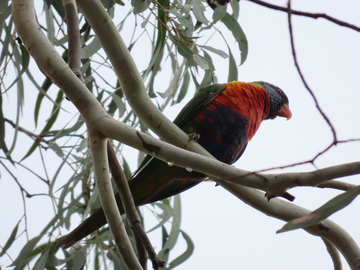 Rainbow Lorikeet - ML628055967