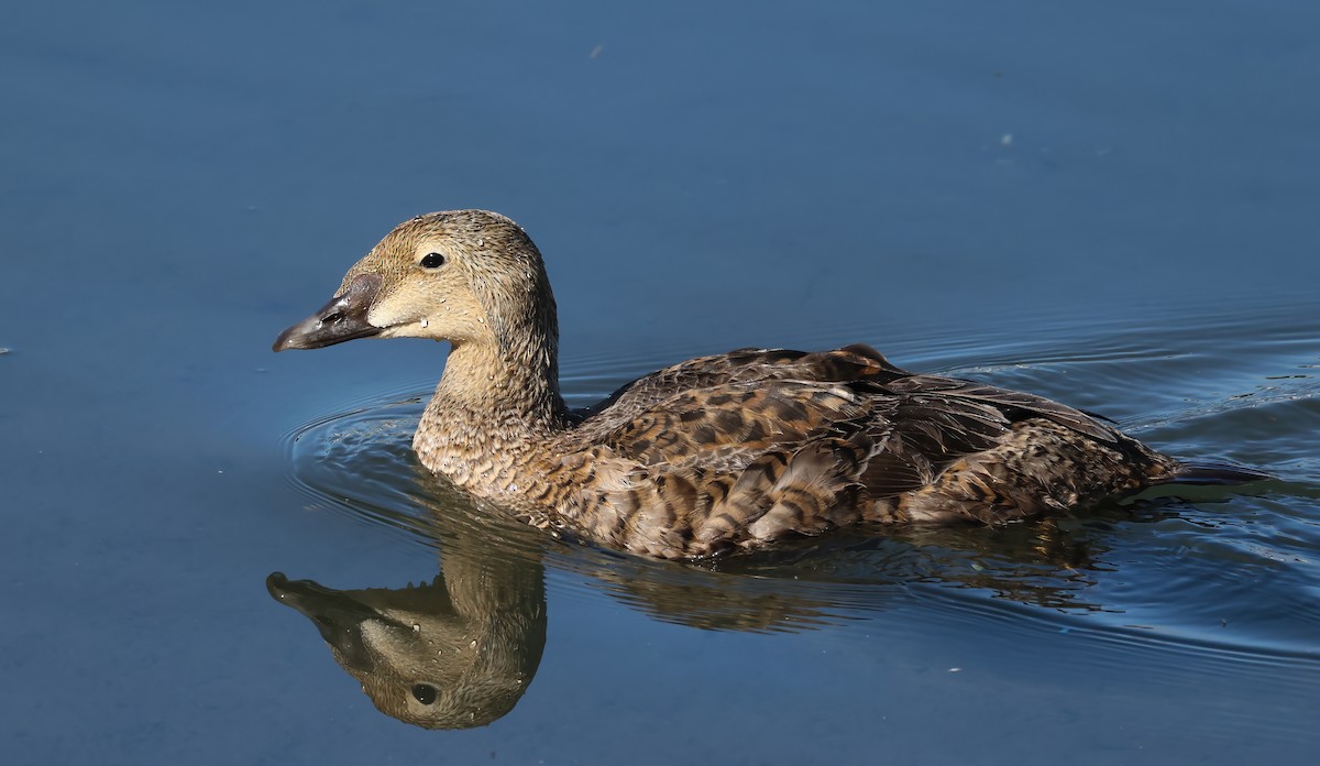 King Eider - ML628055970