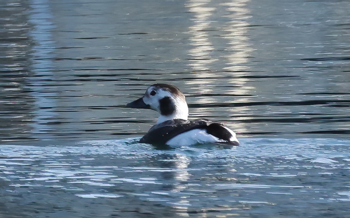 Long-tailed Duck - ML628055993