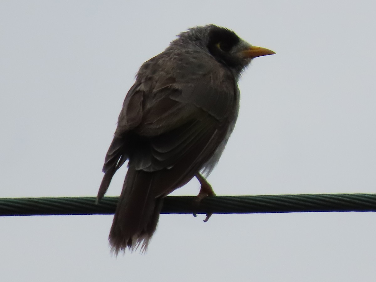 Noisy Miner - ML628056005