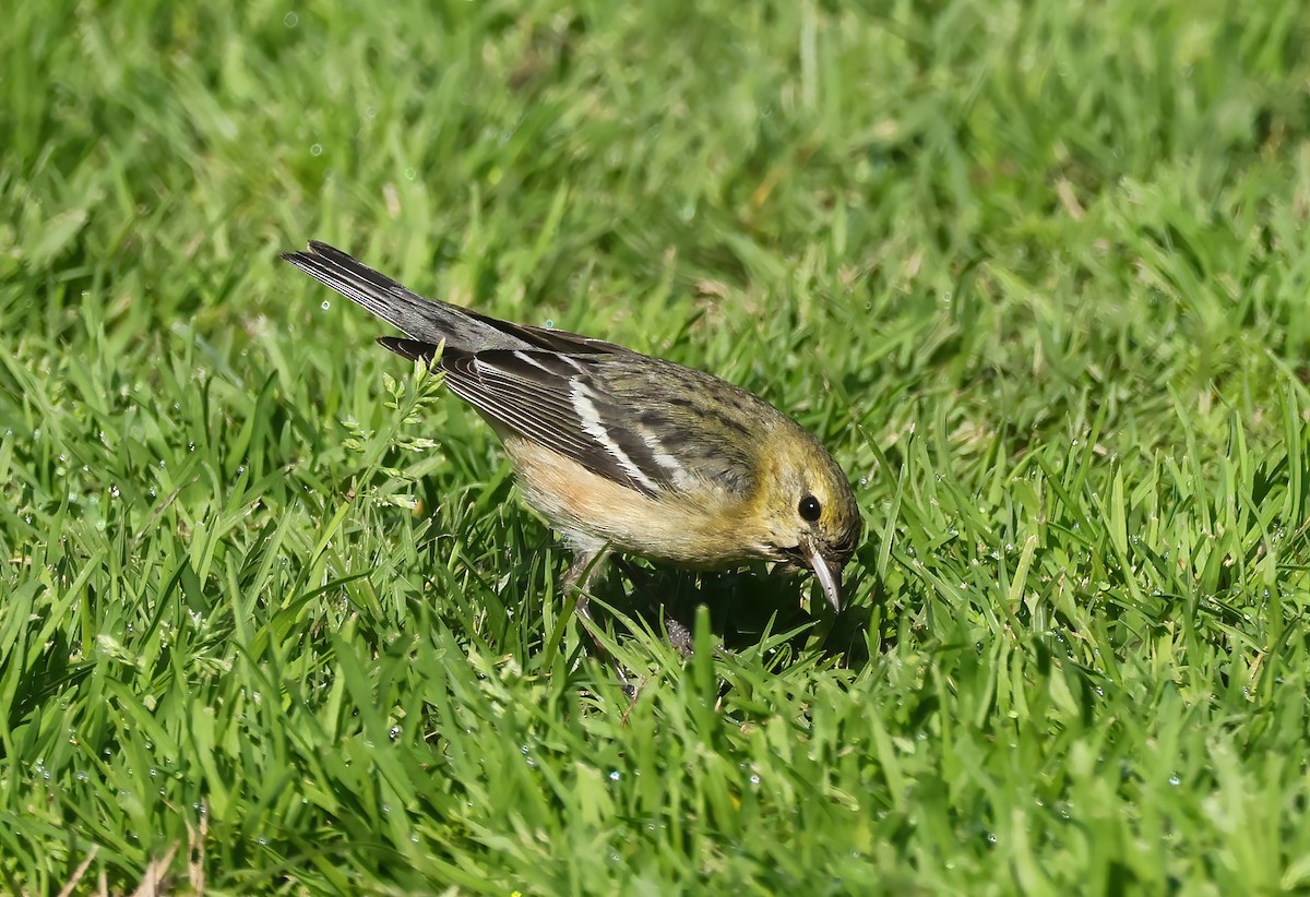 Bay-breasted Warbler - ML628056009