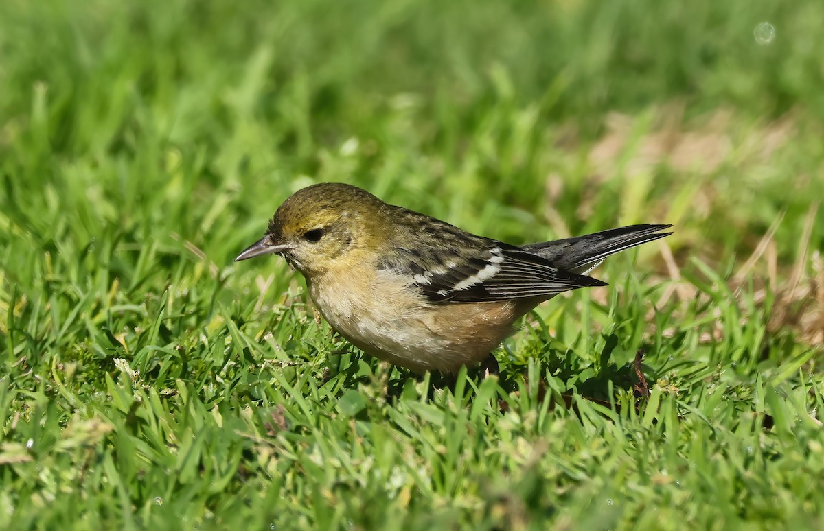 Bay-breasted Warbler - ML628056010