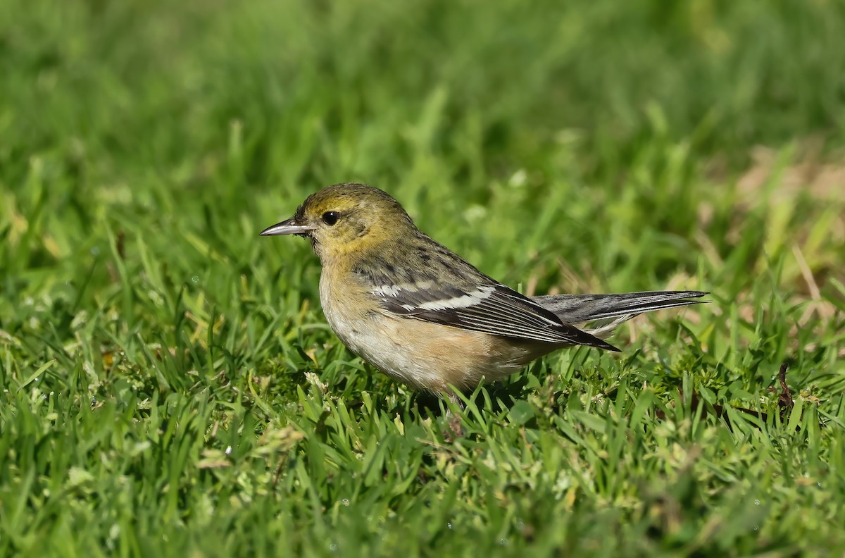 Bay-breasted Warbler - ML628056011