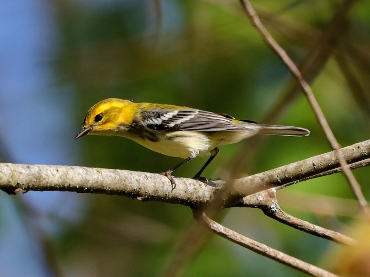Black-throated Green Warbler - ML628056038