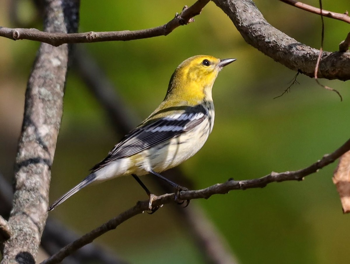 Black-throated Green Warbler - ML628056039