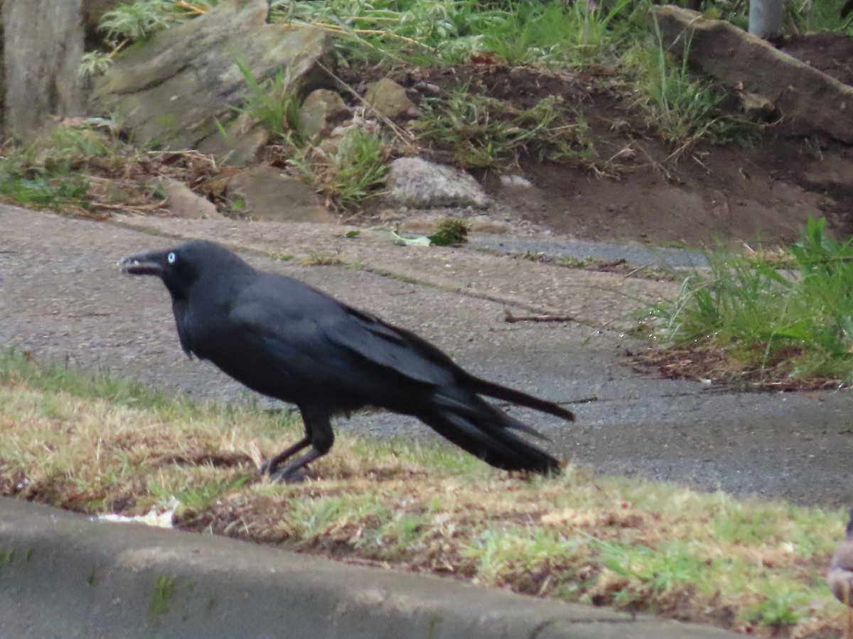 Australian Raven - ML628056057