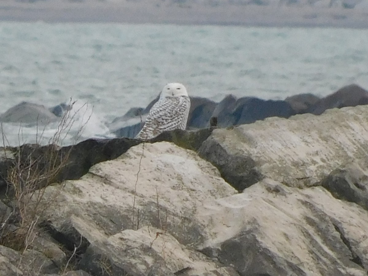 Snowy Owl - ML628056085