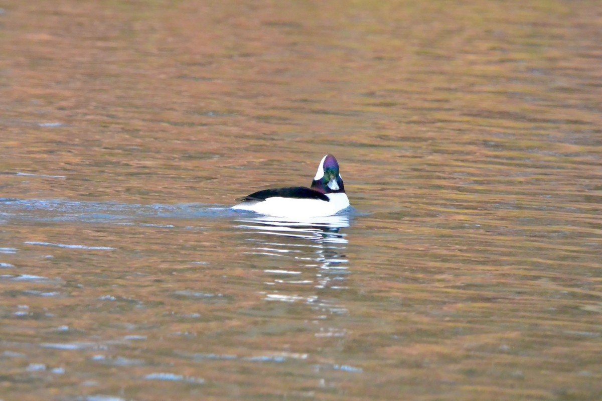 Bufflehead - ML628056138