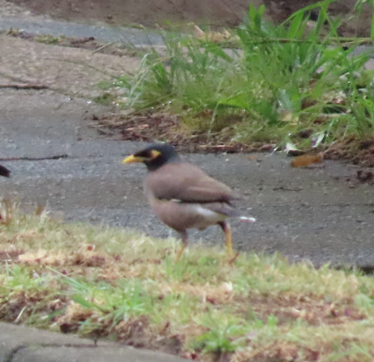 Common Myna - ML628056141