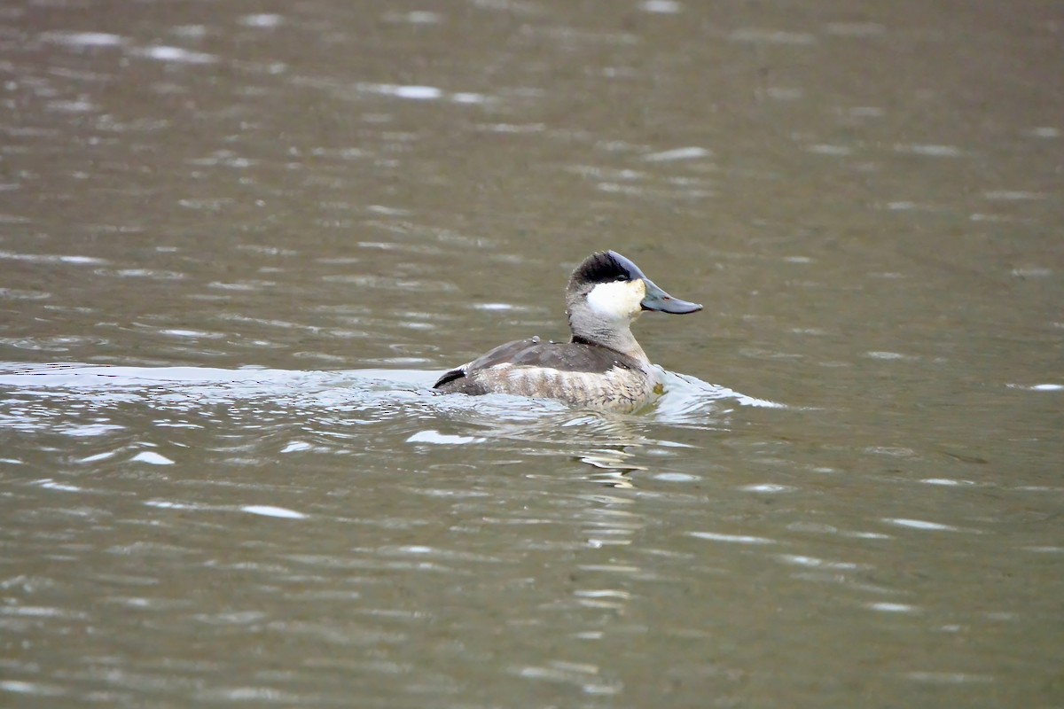 Ruddy Duck - ML628056144