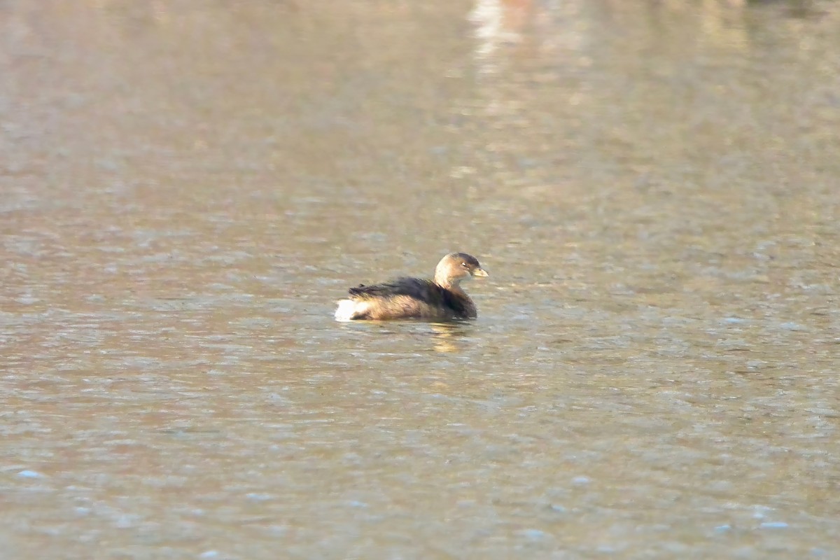 Pied-billed Grebe - ML628056158