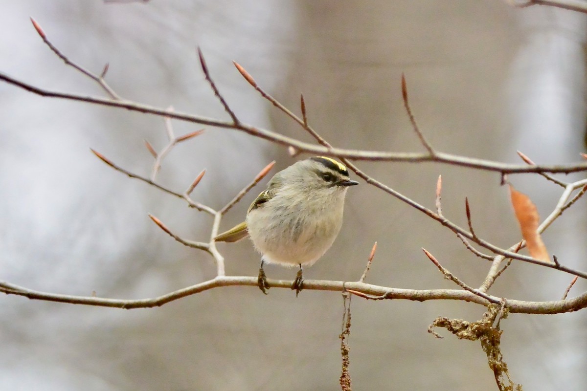 Golden-crowned Kinglet - ML628056165