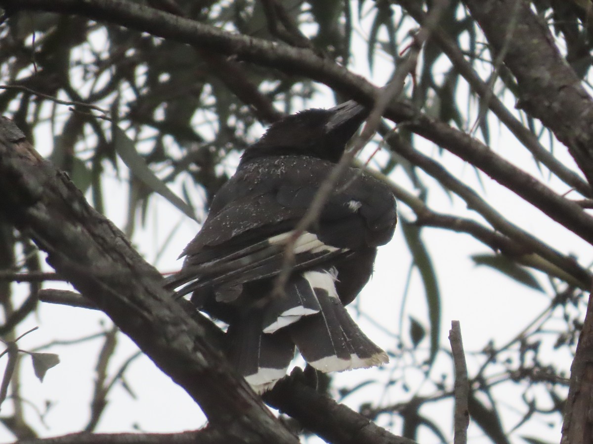 Pied Currawong - ML628056183