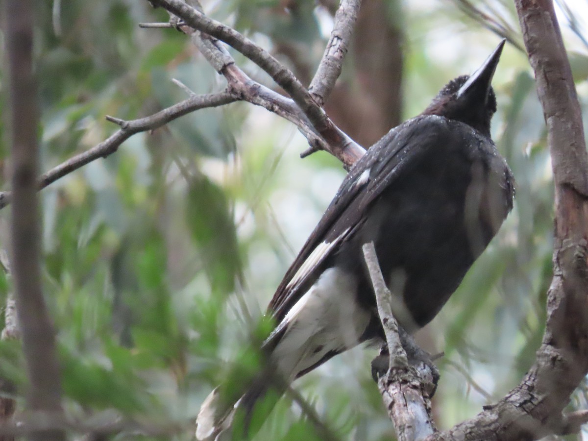 Pied Currawong - ML628056184