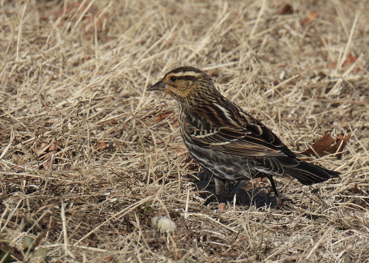 Red-winged Blackbird - ML628056191