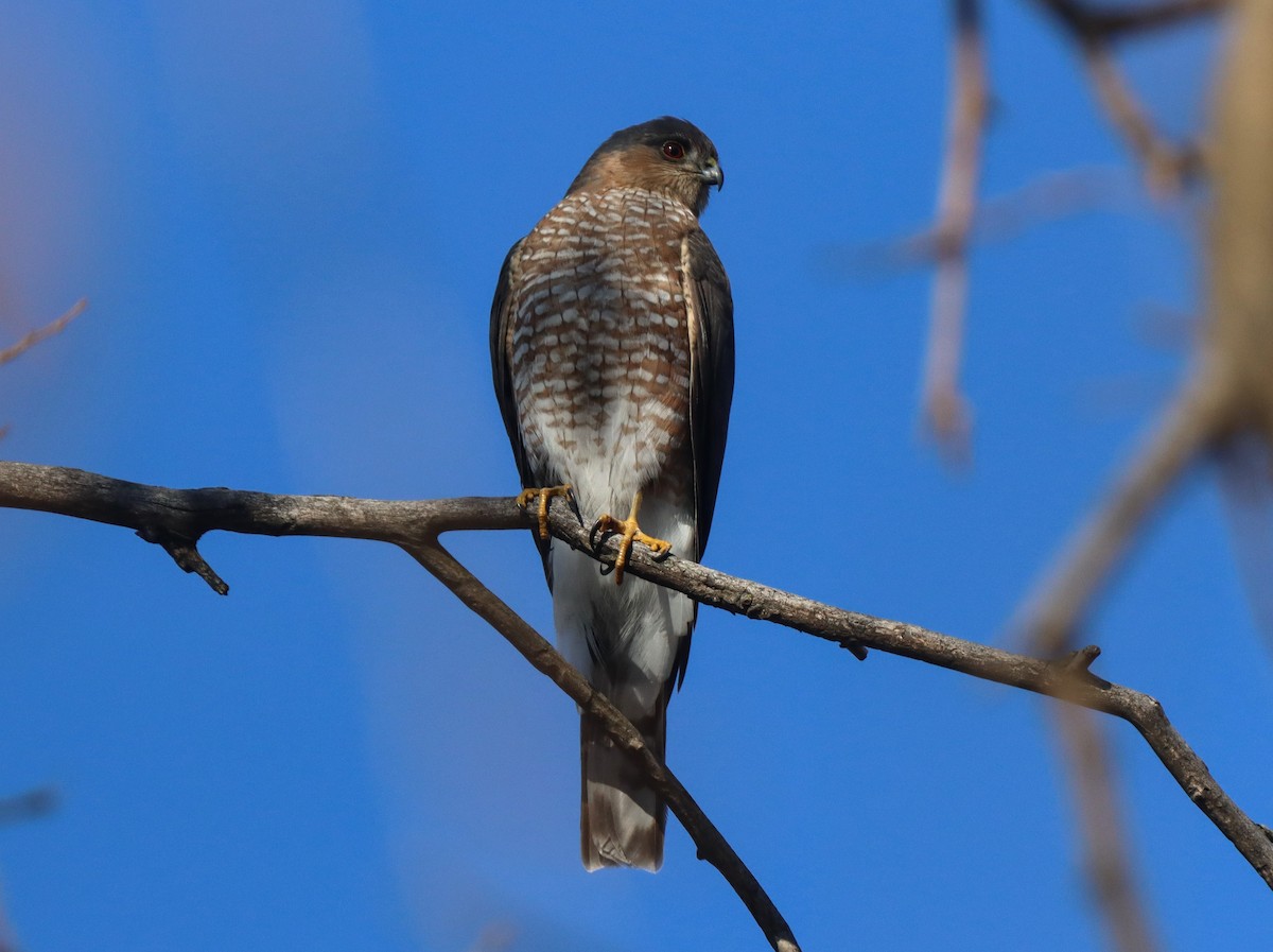 Sharp-shinned Hawk - ML628056206