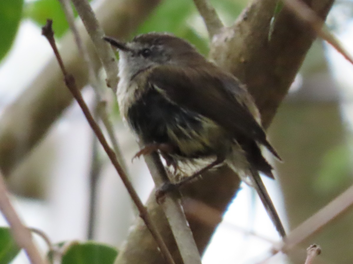 Brown Gerygone - ML628056352