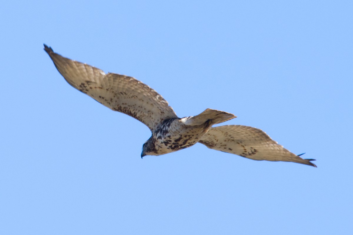 Red-tailed Hawk - ML628056353
