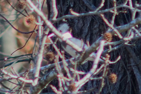 Belted Kingfisher - ML628056363