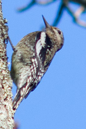 Yellow-bellied Sapsucker - ML628056379