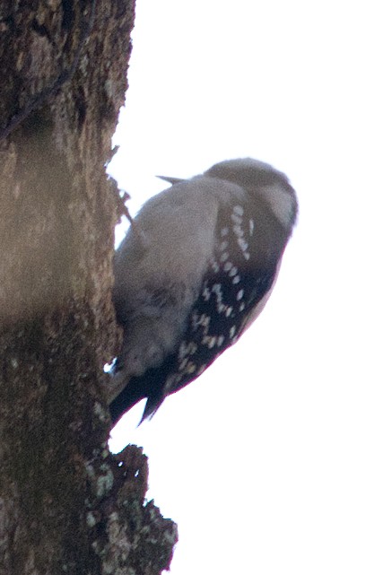 Downy Woodpecker - ML628056392