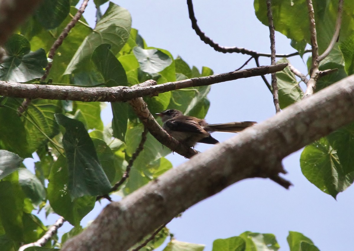 Vanuatu Streaked Fantail - ML628056413