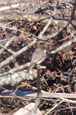 Eastern Phoebe - ML628056439