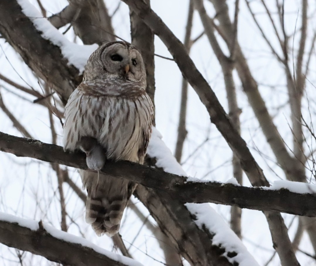 Barred Owl - ML628056441