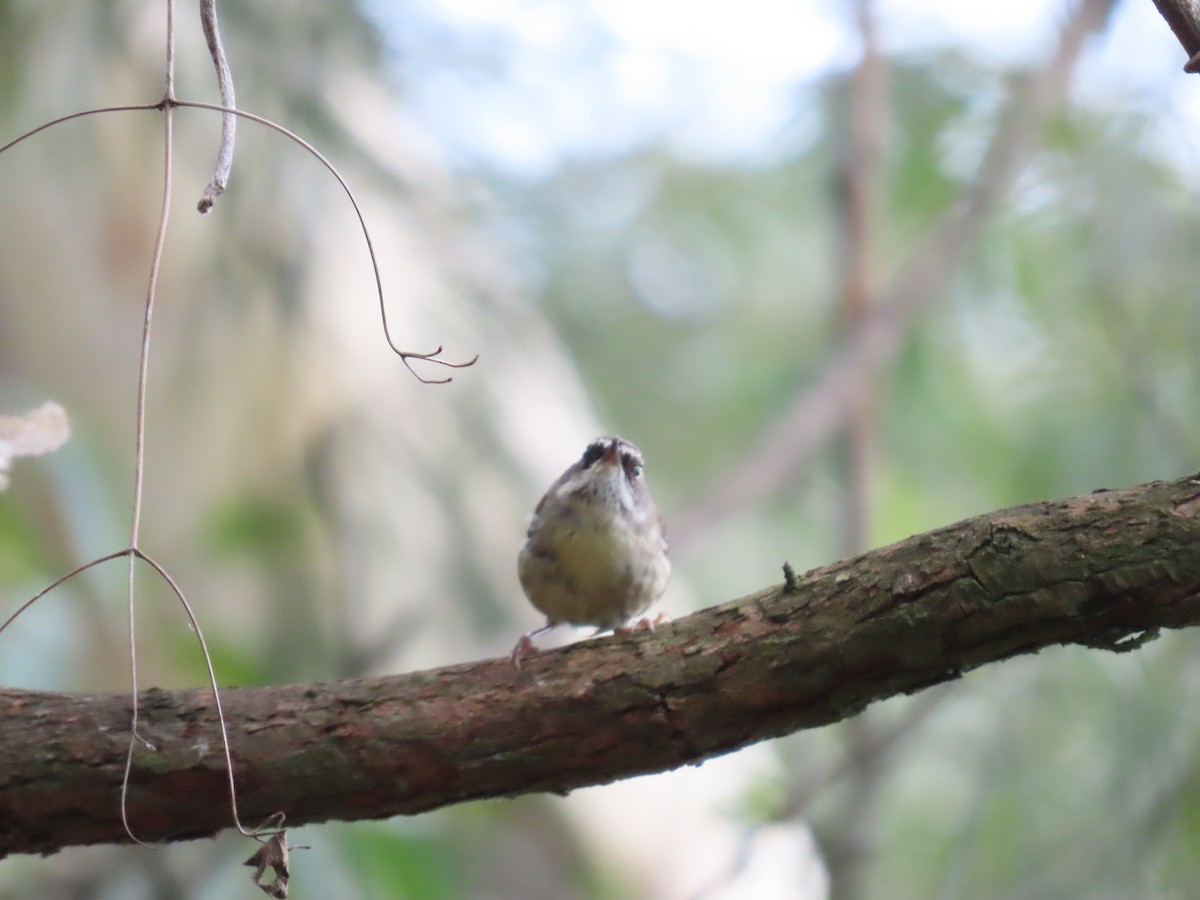White-browed Scrubwren - ML628056467