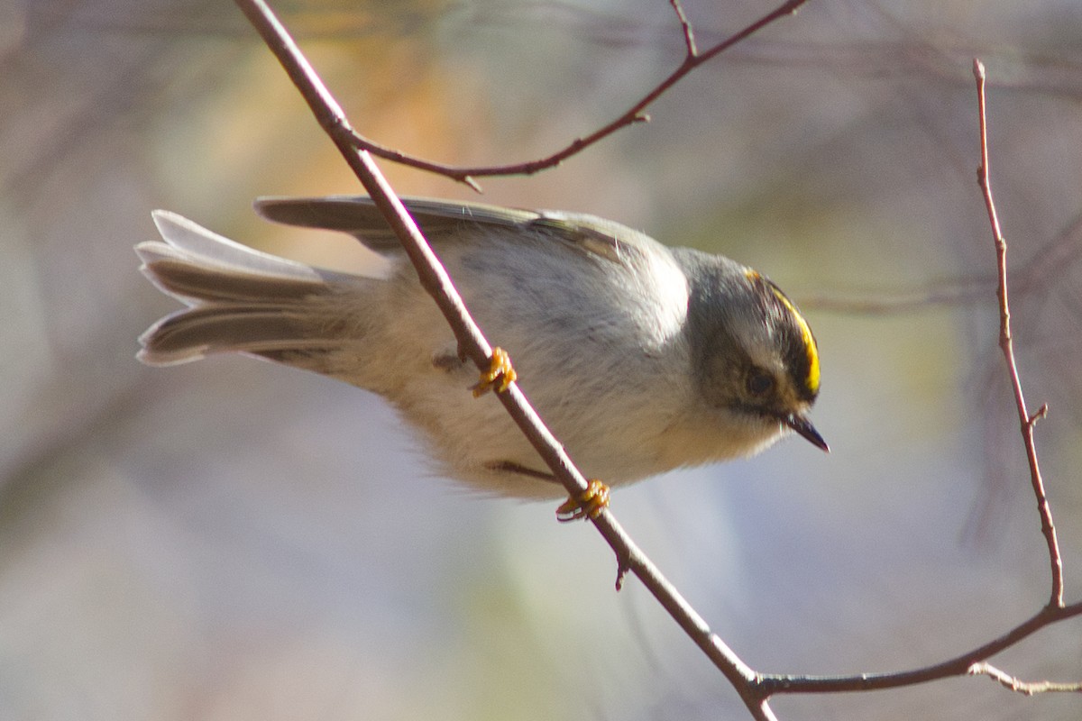 Golden-crowned Kinglet - ML628056473