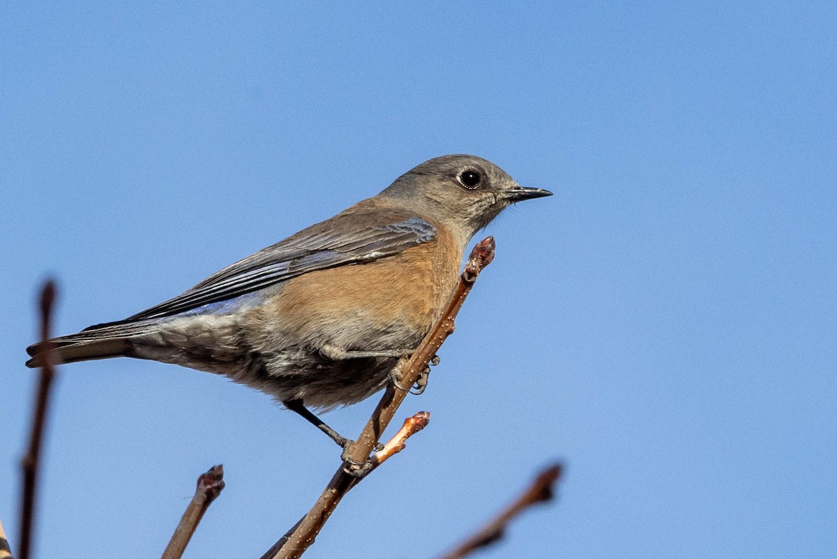 Western Bluebird - ML628056474